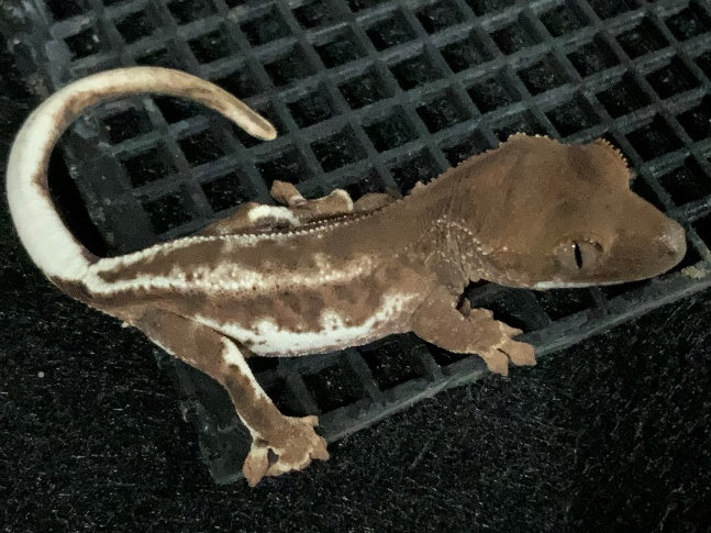 Three gene combo - Cappuccino Lilly White and Phantom crested gecko