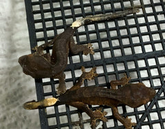 Cappuccino and non Cappuccino sibling geckos
