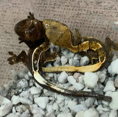 Hatchling siblings one cappuccino one normal