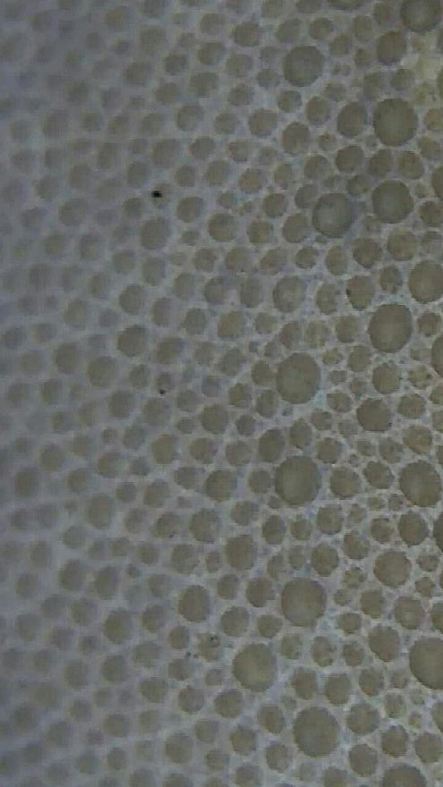 Reptile City Korea Melanistic Crested Gecko skin close up