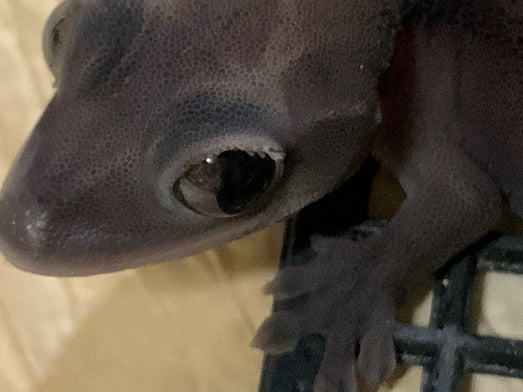 Phantom eye melanistic crested gecko