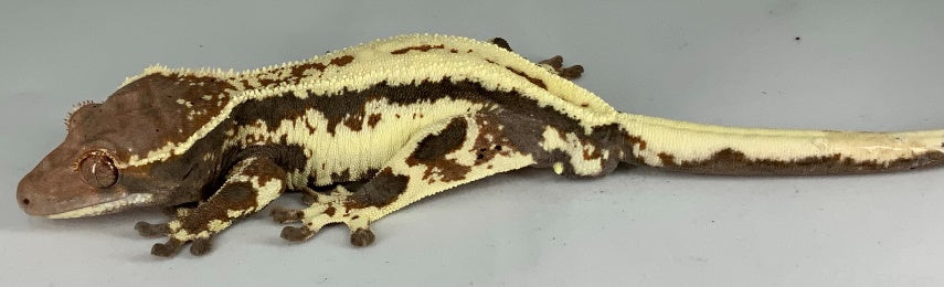 Adult Cappuccino line gecko