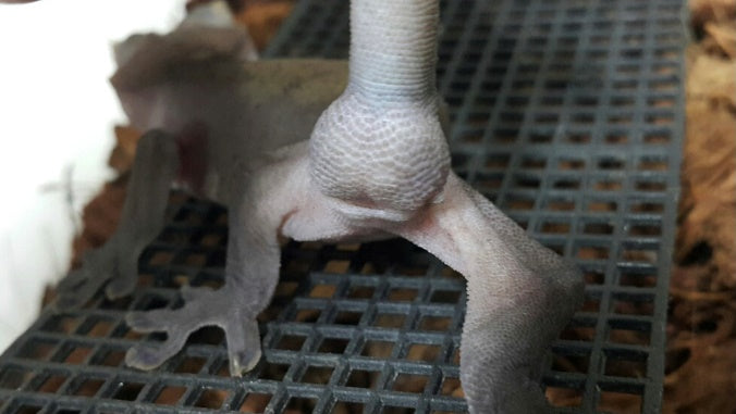 Melanistic crested gecko male with hemi-penal bulges evident