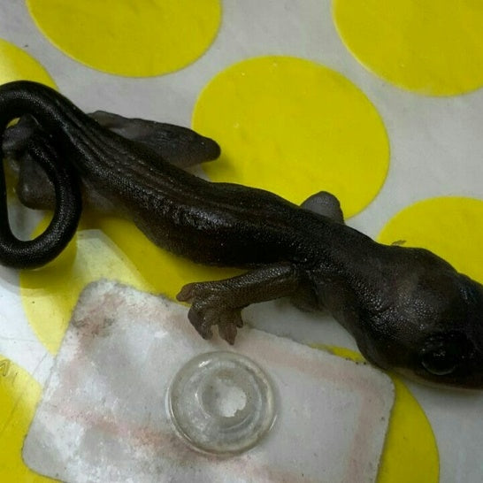 Cappuccino super form hatchling gecko
