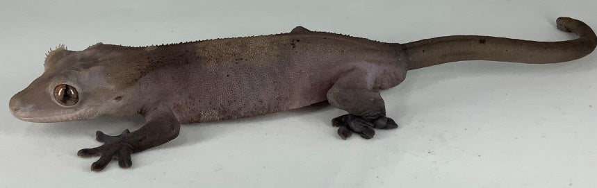 Adult Cappuccino Reptile City Crested Gecko