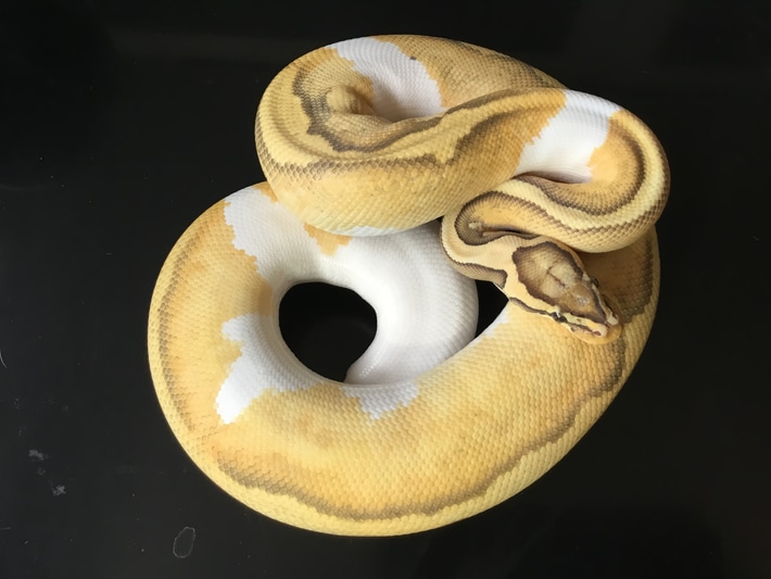 Enchi Pastel Hypo Pied