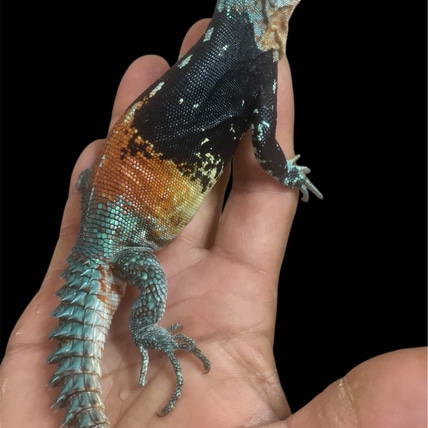 Alfred Schmidti USA CBB